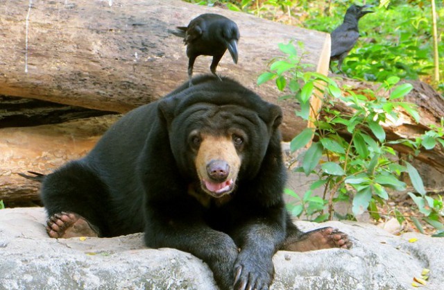 Наглые пернатые морды