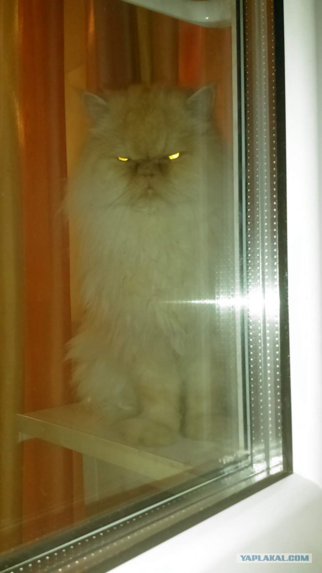 Котовторник