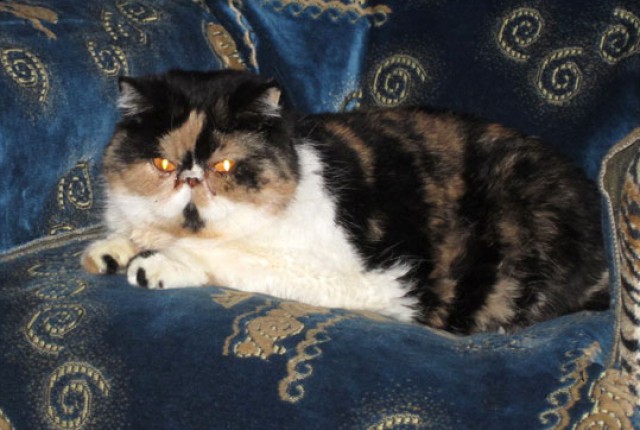 Котовторник 7.07.2015