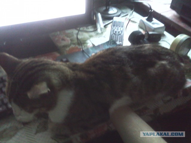 Котовторник 28.07.2015