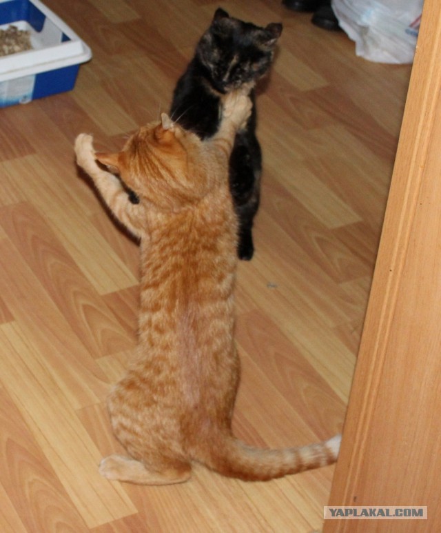 Котовторник