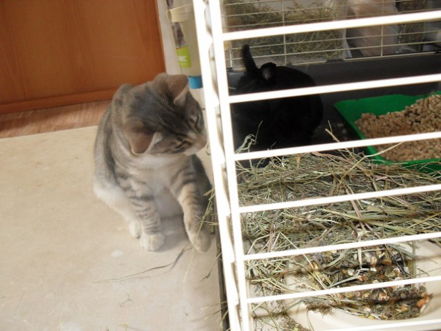 Котовторник 20.10.2015