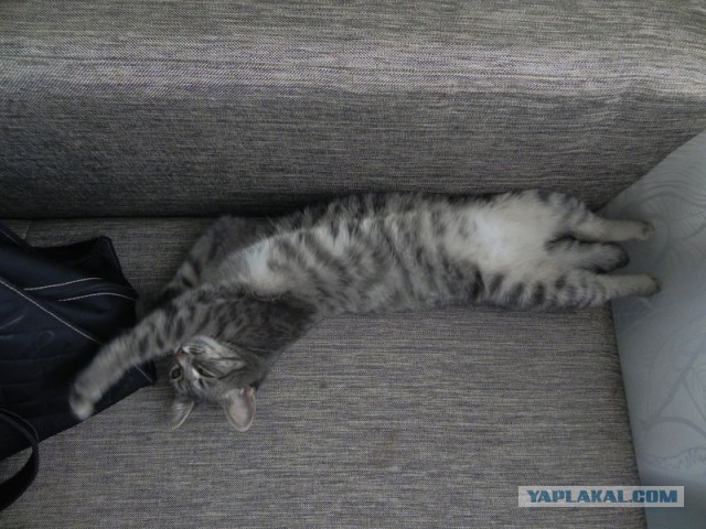 Котовторник 20.10.2015