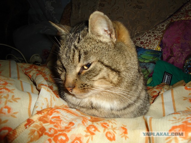 Мой личный котоленд 7