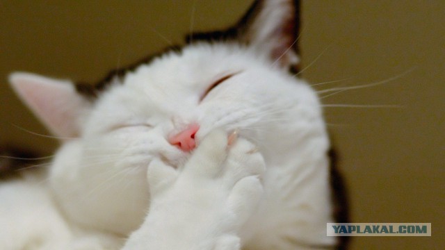 Животные, которые никогда не унывают
