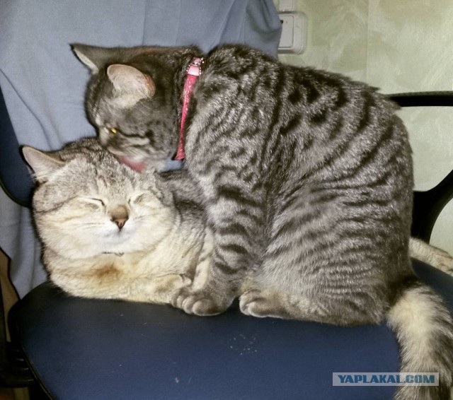 Котовторник 15.03