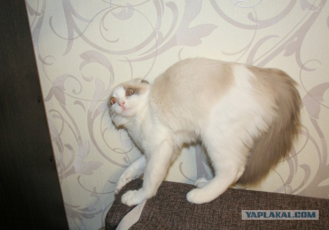 Ну, очень нервная кошка.
