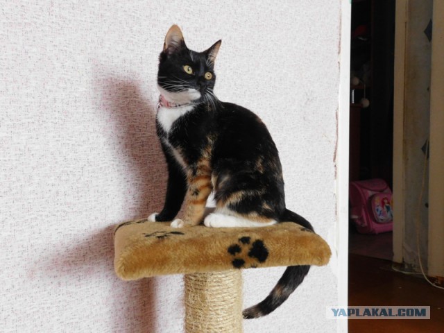 КотоВторник 26.04.2016