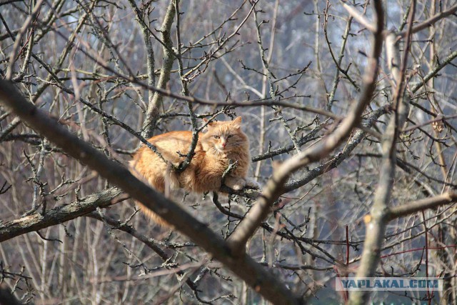 Котейки пост