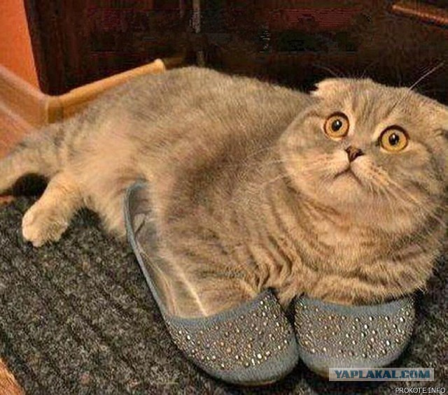 Коты из сети
