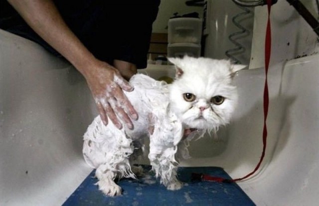 Коты из сети