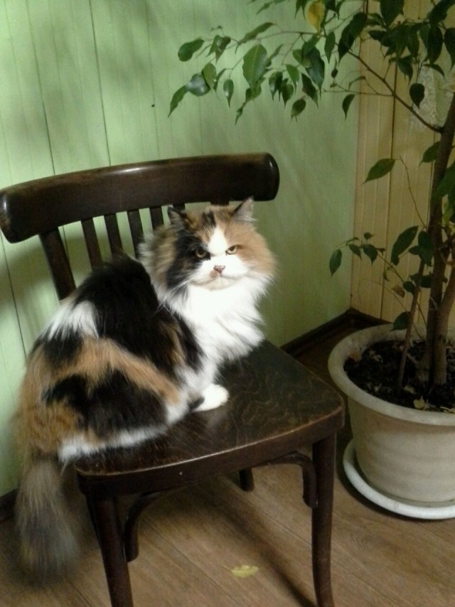 Коты из сети