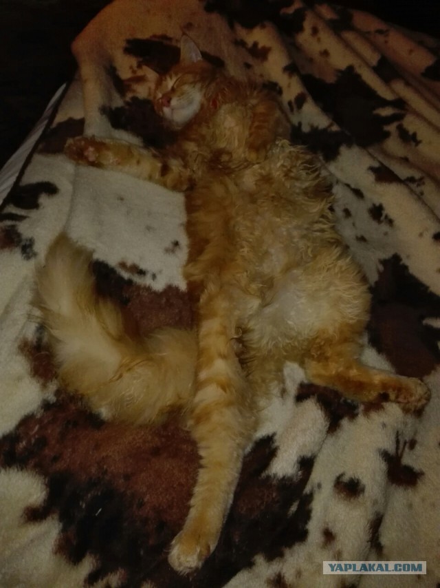Котовторник  31.01.2017