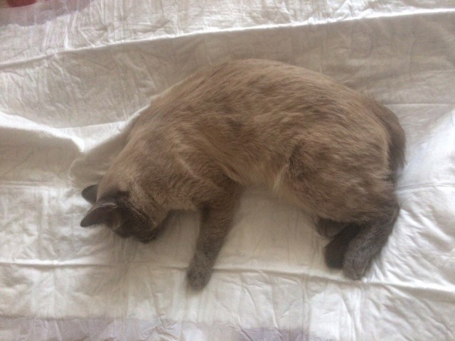 Коты и Кошки
