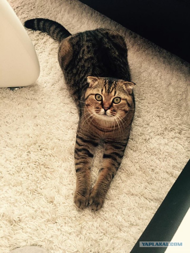 Котовторник 16.05.2017