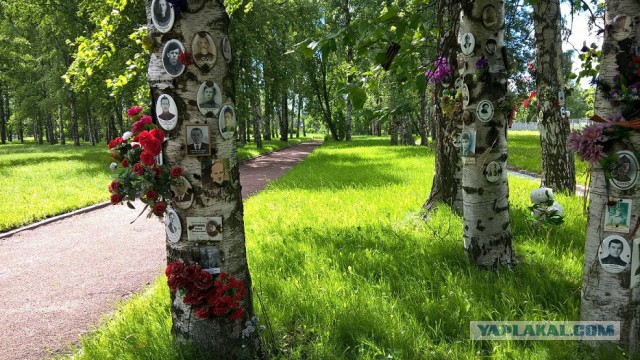 Невский пятачок. Фото листовок из немецкой агитбомбы.
