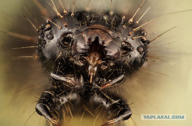 Макро портреты  «extreme macro»