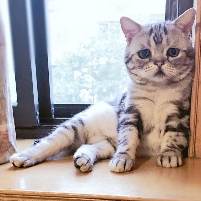Коты и Кошки