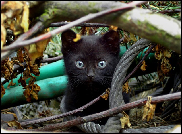 Коты и Кошки