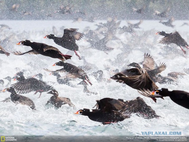 Финалисты конкурса фотографий National Geographic