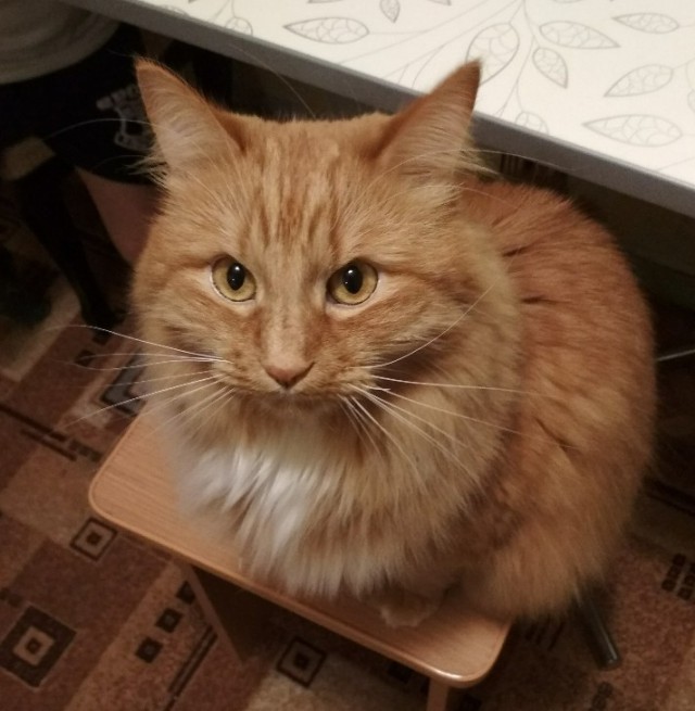 Котовторник 28.11.2017