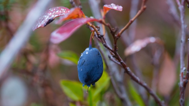 Просто Природа