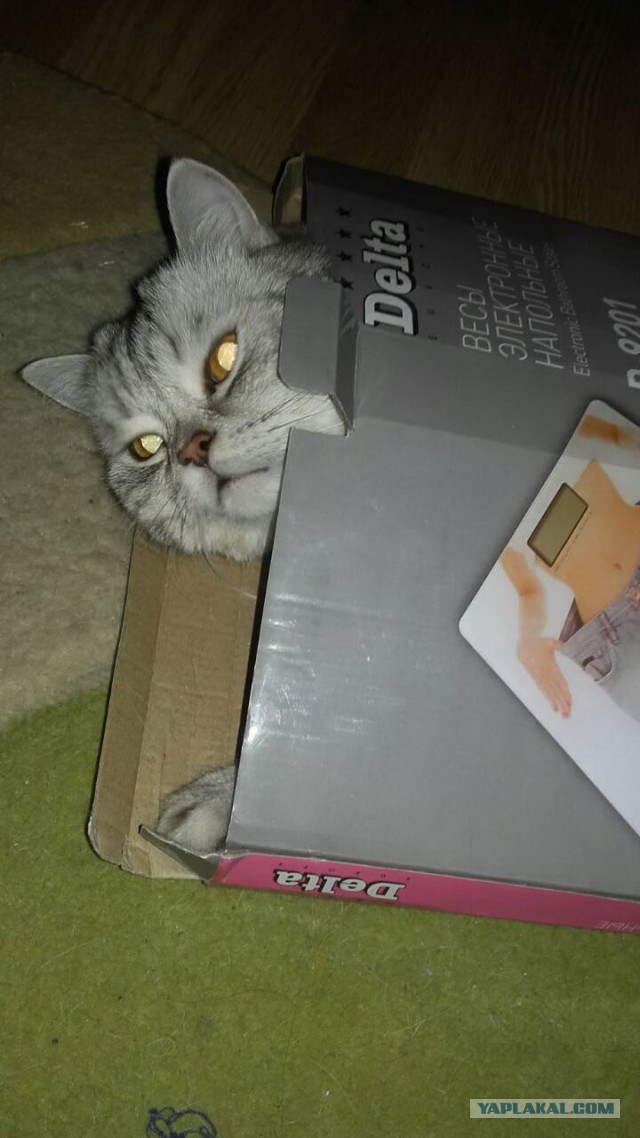 Котовторник ждали? А вот и он!