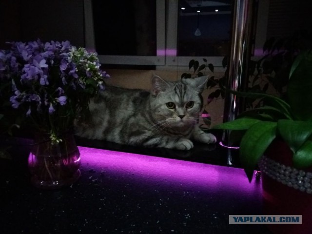 Кот без прикрас
