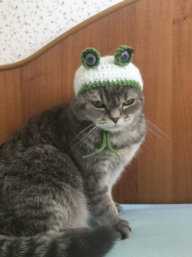 Прикольных котов пост