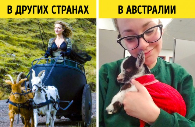 13 нелепых законов Австралии