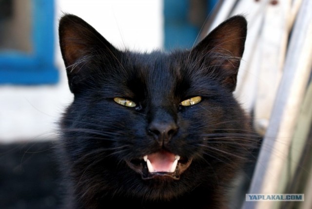 Котовторник  на  ЯПлакалъ