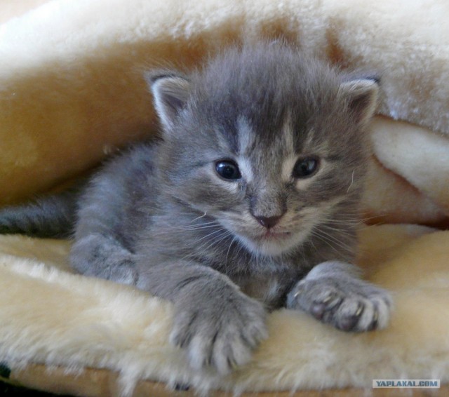 Котовторник на ЯПлакалъ