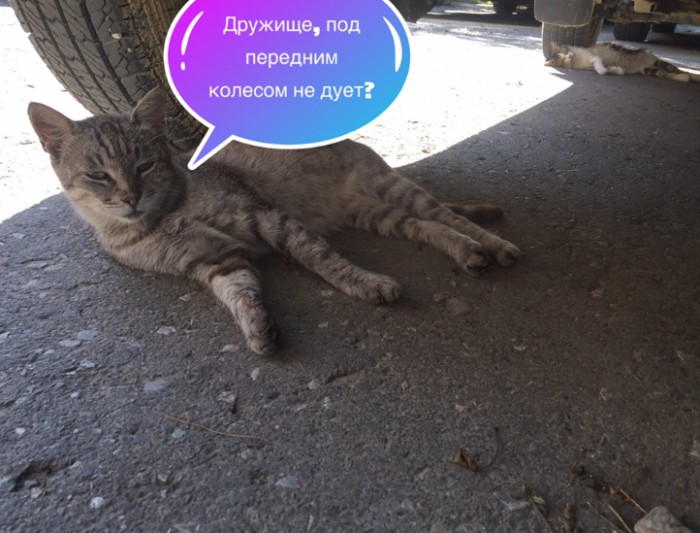 Коты Кубани