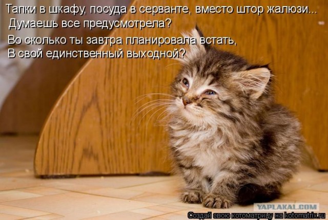 Котовторник уже сегодня!