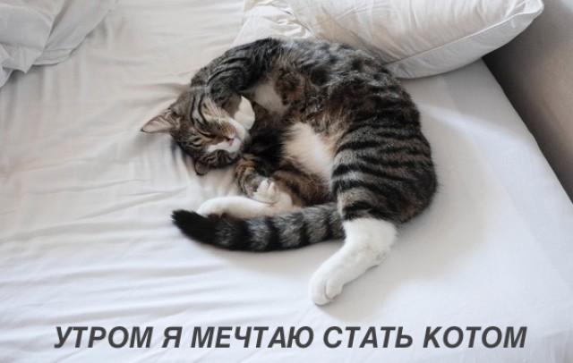 Прикольных котов пост