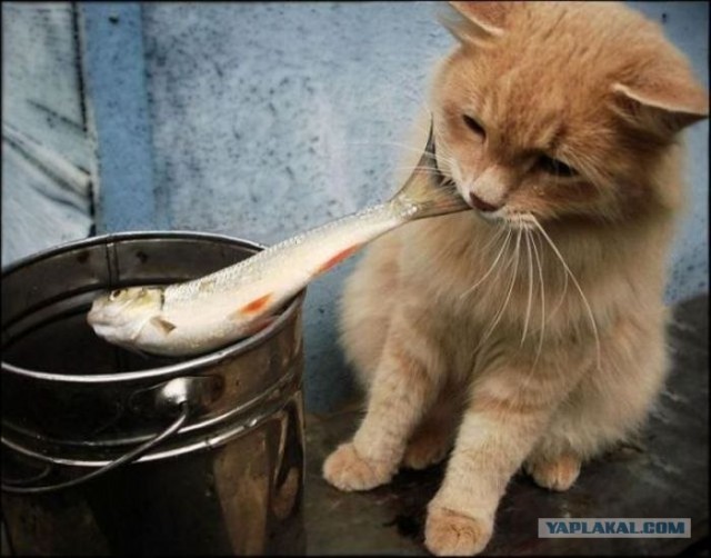 Профессиональный котовторник