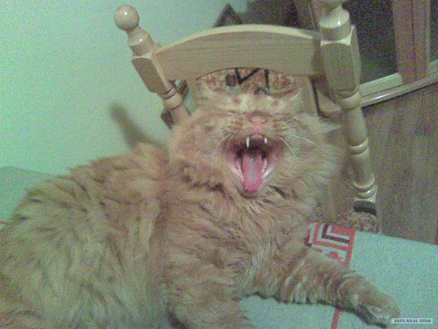 Котовторник так котовторник!