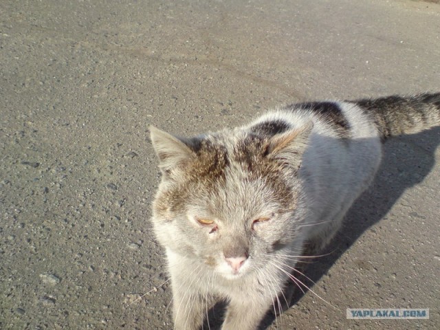 Котовторник (10.01.2012)
