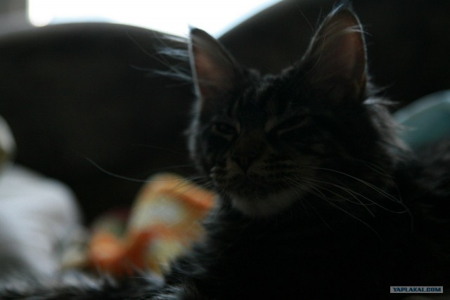 Котовторник! 13.03.2012