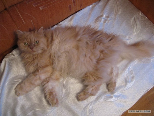 Котовторник 10. 07. 2012