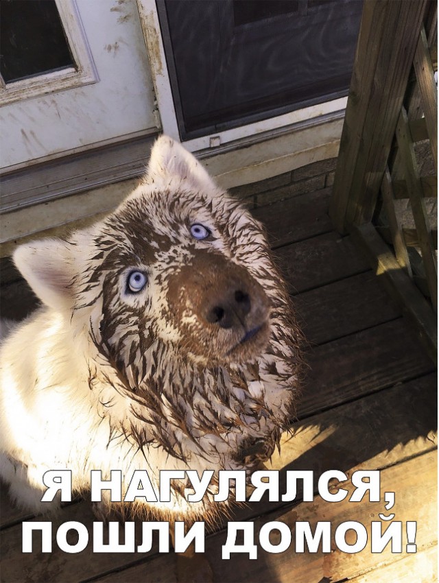 Нестандартный юмор