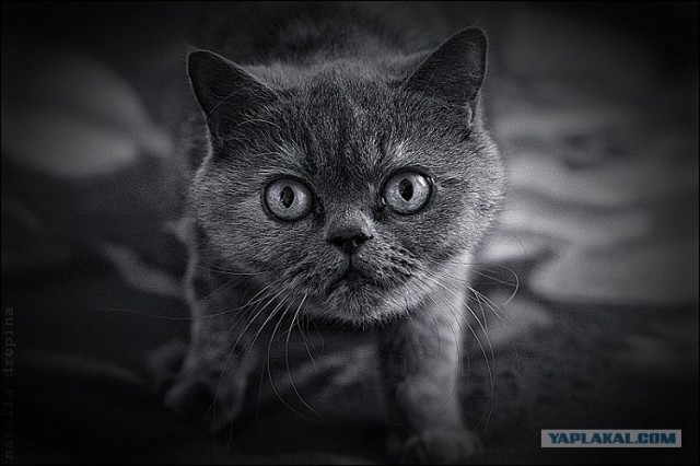 Котовторник  16.10.12