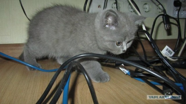 Котовторник 12.02.13