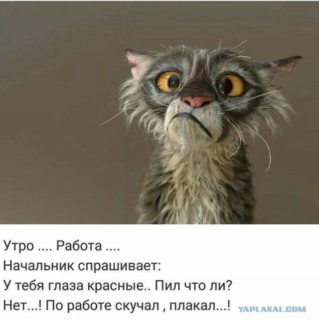 Анекдоты, соц-сети и картинки с надписями