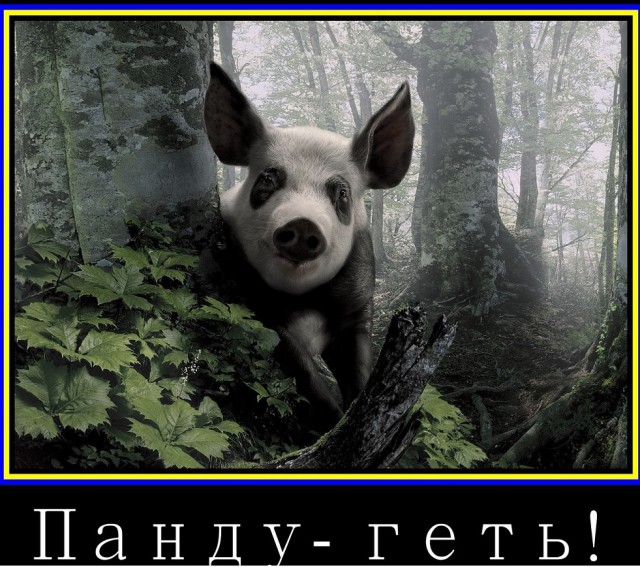 На Украине начались президентские выборы