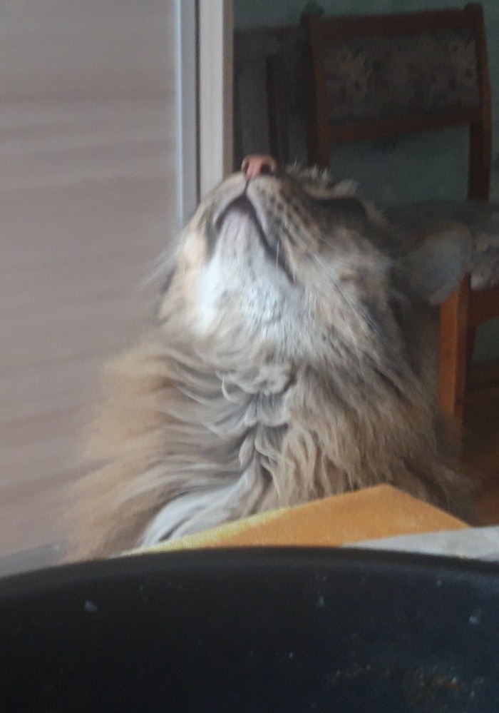 Котовторник!