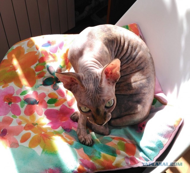 Начнем котоФторник?
