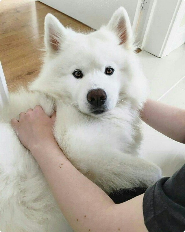 Живность из сети