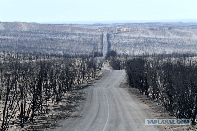 Горящая Австралия