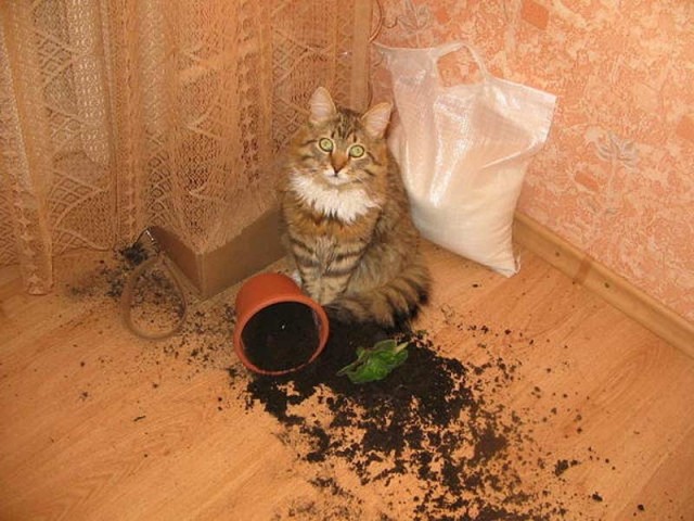 Котики